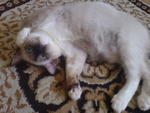 Shello - Birman + Siamese Cat