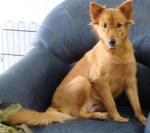 Sahara - Mixed Breed Dog