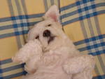 Cleo &amp; Louie - Poodle + Maltese Dog
