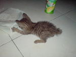Kenzo - Domestic Short Hair Cat