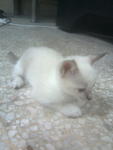 br pas blk dr gr00ming n bg dew0rmed kt animal ark..shaye dh xc0m0t mama..=)
