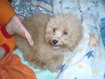 Linggo - Poodle Dog