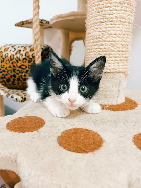 Ronaldo - Domestic Short Hair Cat