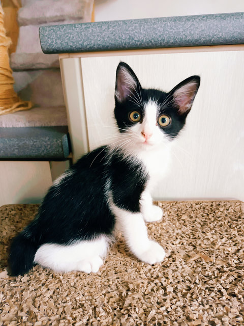 Ronaldo - Domestic Short Hair Cat
