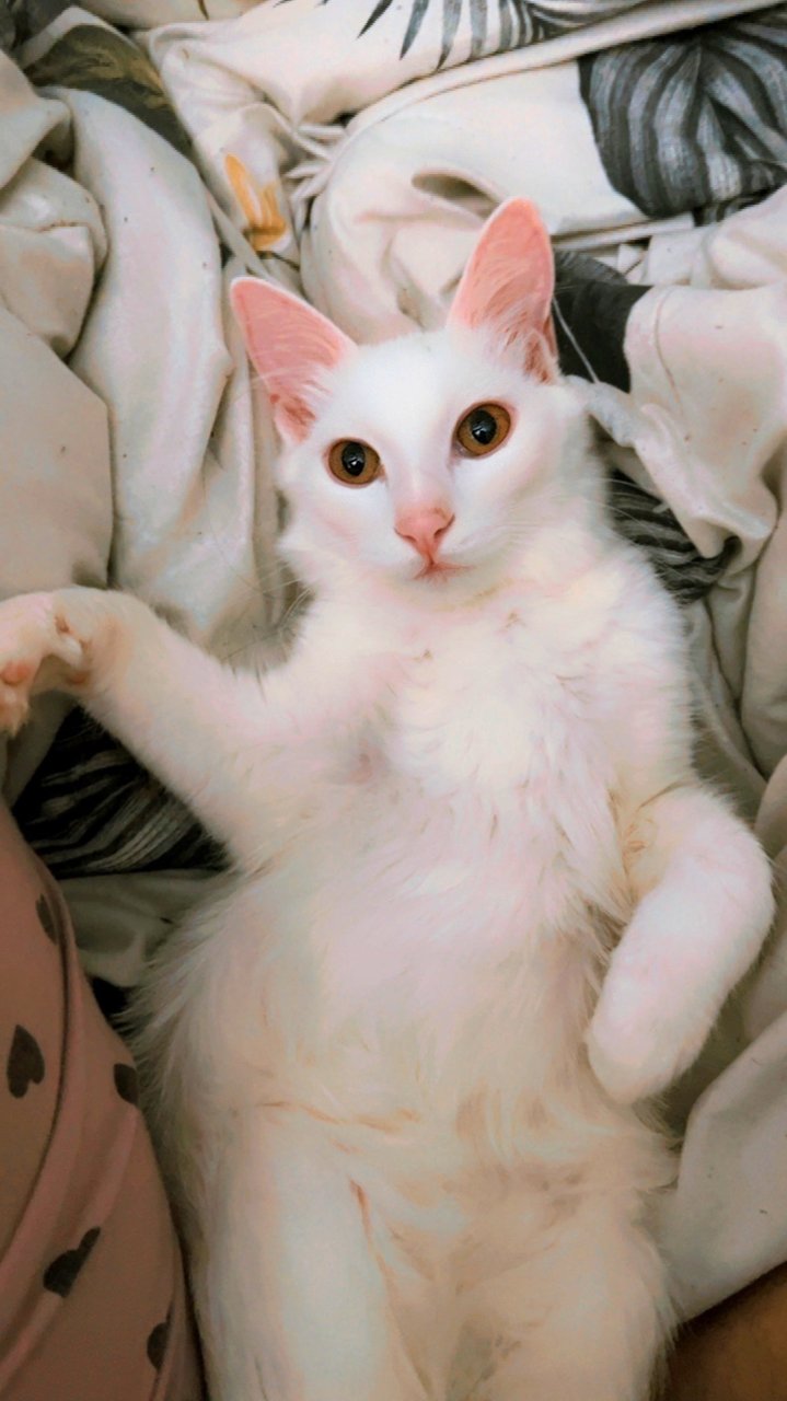 Angela - Domestic Medium Hair Cat