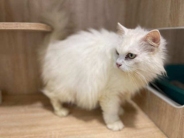 PF130233 - Domestic Long Hair Cat