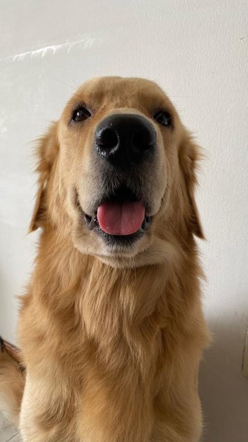 Barney - Golden Retriever Dog