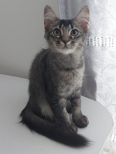 Kiko - Domestic Medium Hair Cat