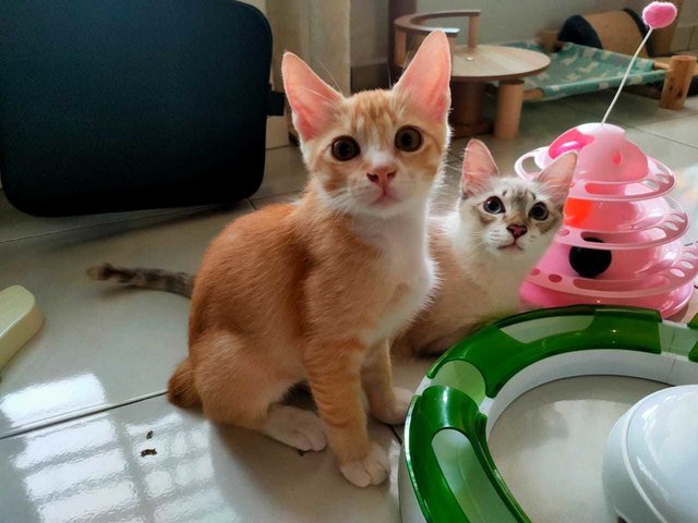  Keio And Ginger - Bonded Pair - Domestic Short Hair + Domestic Medium Hair Cat