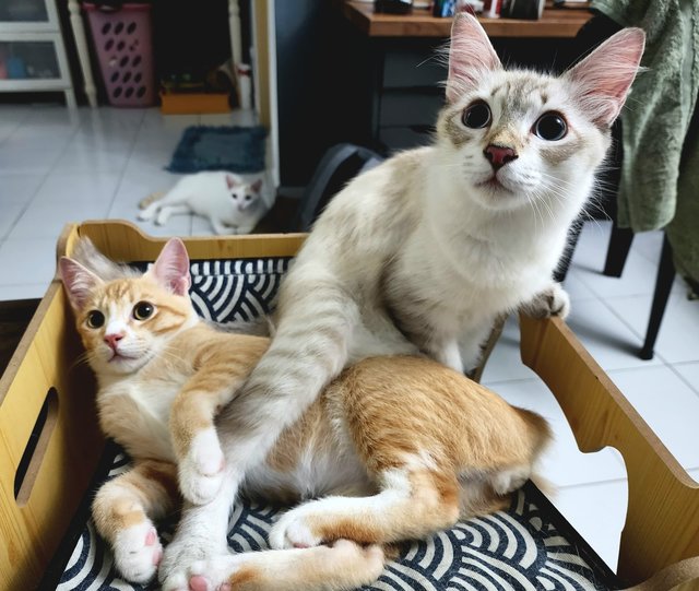  Keio And Ginger - Bonded Pair - Domestic Short Hair + Domestic Medium Hair Cat