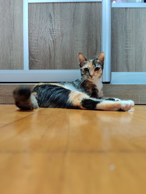 Sierra - Domestic Short Hair Cat