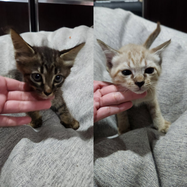 Kitten 1 &amp; 2 - Domestic Short Hair Cat
