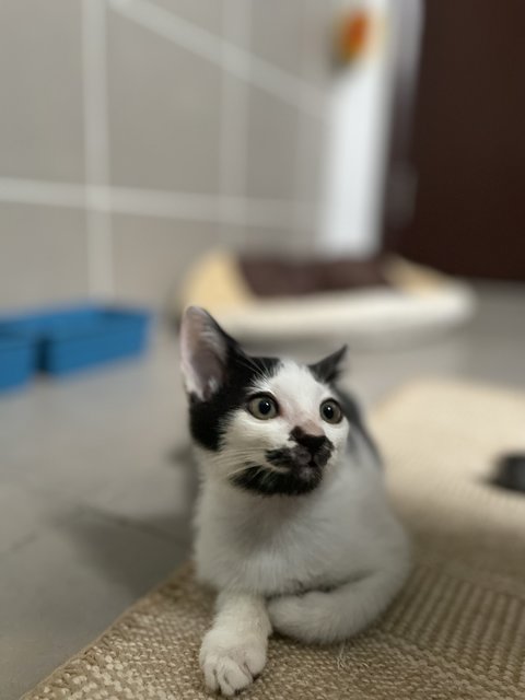 Nia &amp; Thomas - Domestic Short Hair Cat