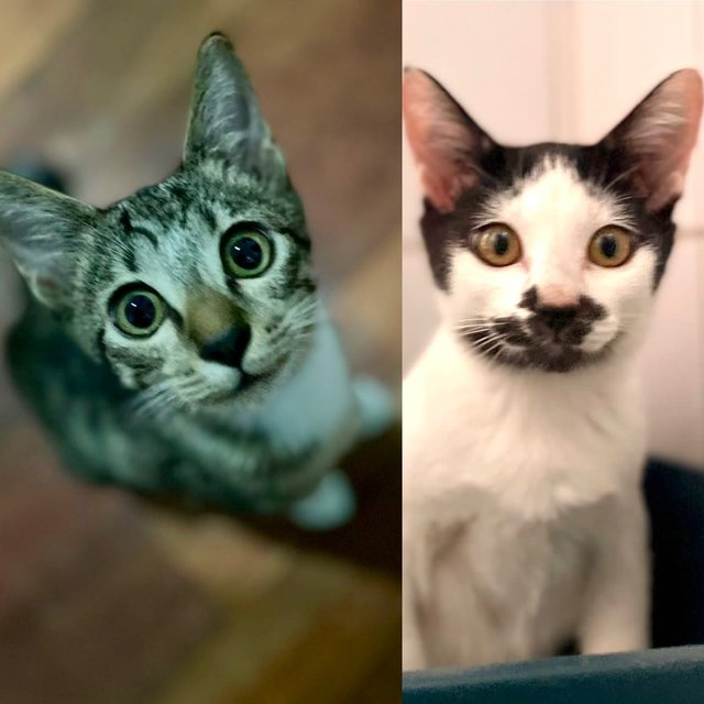Nia &amp; Thomas - Domestic Short Hair Cat