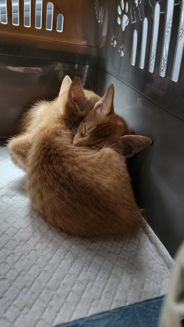 Goose &amp; Garfield - Domestic Short Hair Cat