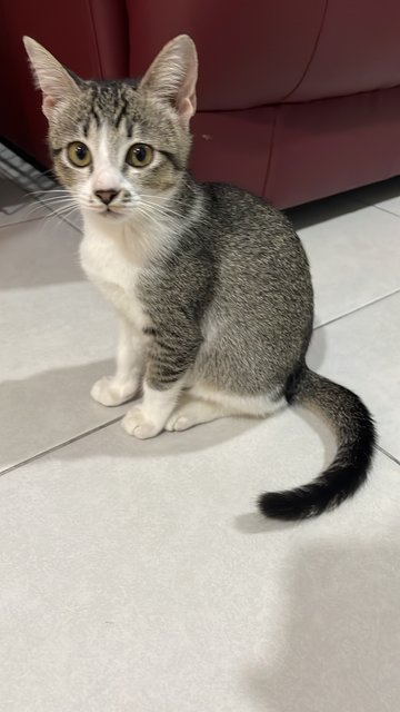 Lofy - Domestic Short Hair Cat