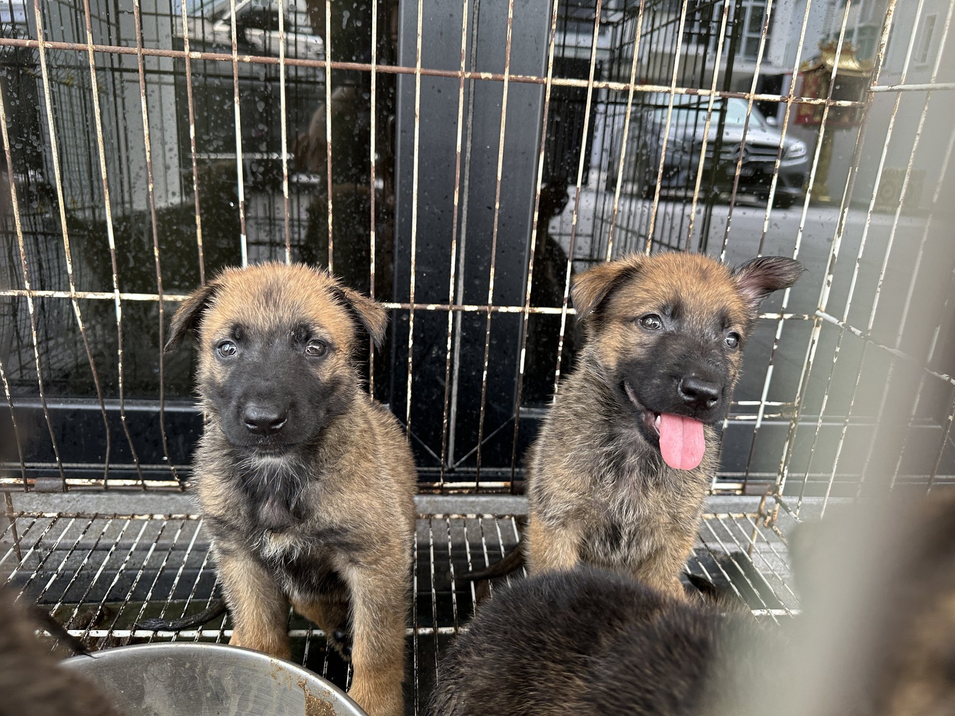 German Shepherd Dog + Belgian Shepherd Malinois Puppies For Sale - 4