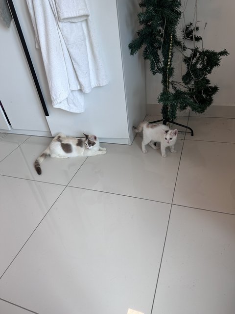 Creamy &amp; Miu - Domestic Short Hair Cat