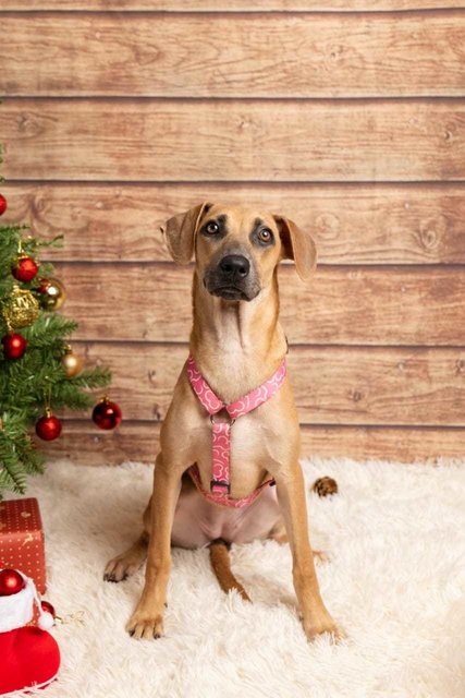 Chloe - Coonhound Mix Dog