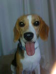 Gigi - Beagle Dog