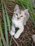 Kitty E - Tuxedo + Abyssinian Cat