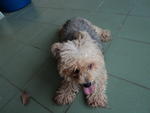 Urgent Sale Cute Cc - Poodle + Shih Tzu Dog