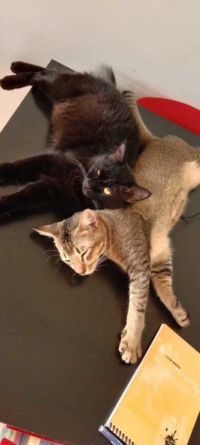 Kai And Black - Domestic Short Hair + Domestic Long Hair Cat
