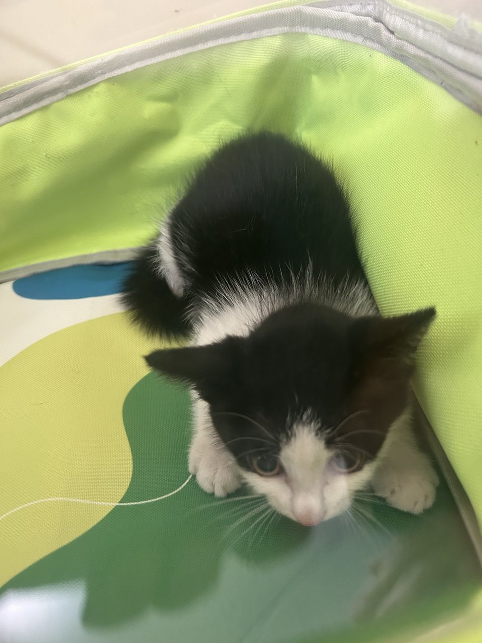 Tuxedo Kitten Baby   - Domestic Short Hair Cat