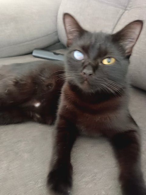 Alien  - Domestic Short Hair Cat