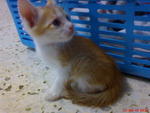 Kitten For Adoption - Domestic Short Hair Cat