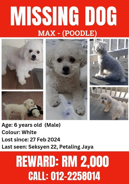 Max - Poodle Dog
