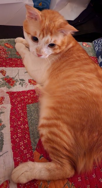 Ginger - Domestic Short Hair Cat