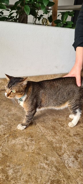 Sushi  - Domestic Short Hair Cat