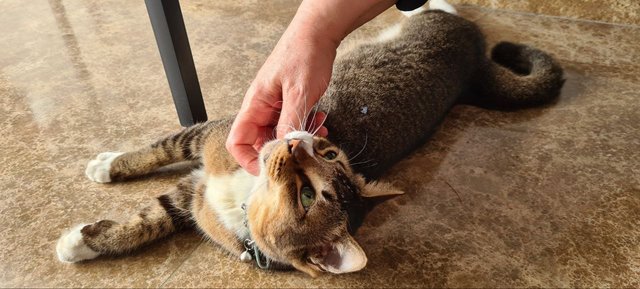 Sushi  - Domestic Short Hair Cat