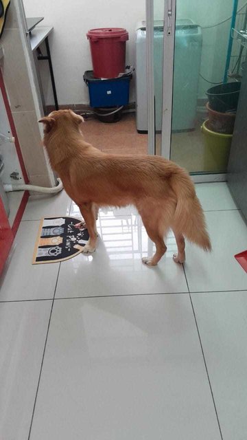 Jerry  - Shiba Inu + Golden Retriever Dog