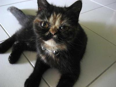 Daisy Ma Darling Girl - Exotic Shorthair Cat