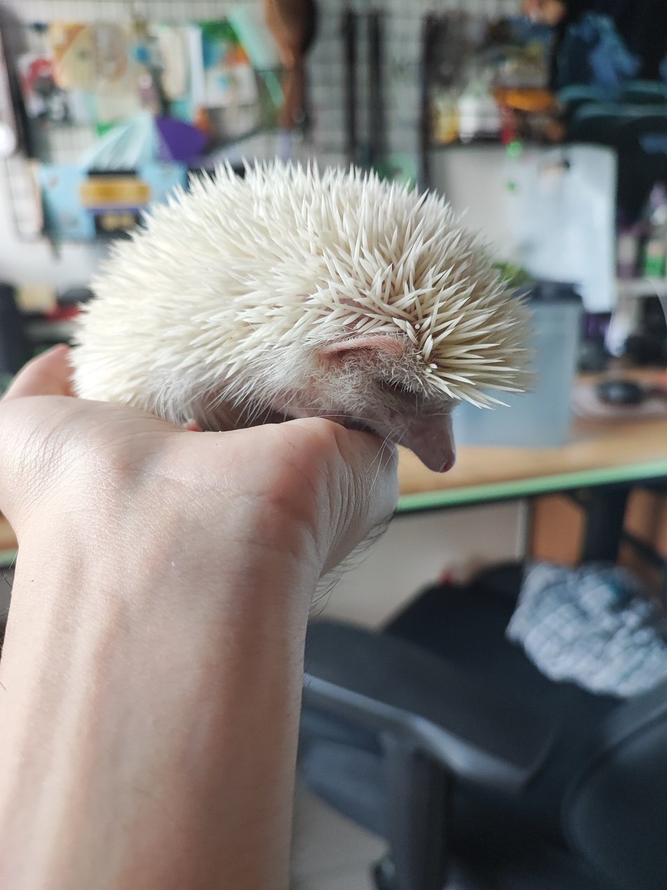 Dango - Hedgehog Small & Furry