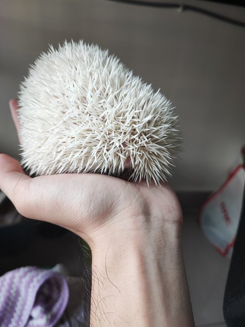 Dango - Hedgehog Small & Furry