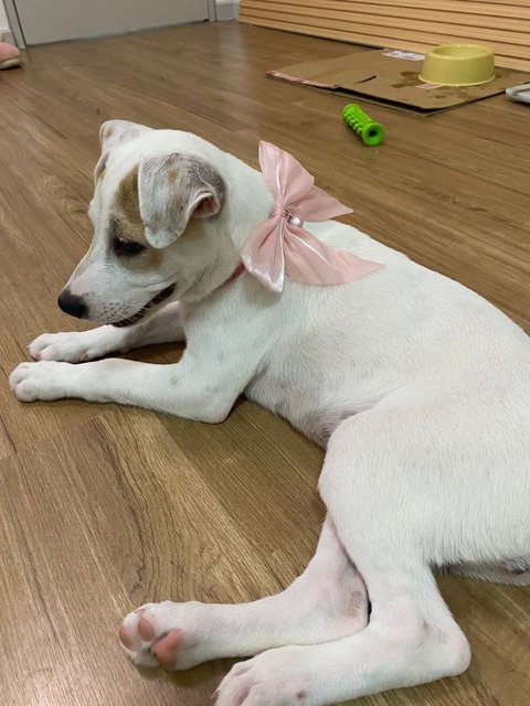 Princess - Mixed Breed Dog