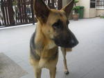 Jojo - German Shepherd Dog Dog