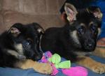 German Shepherd Puppies - German Shepherd Dog Dog