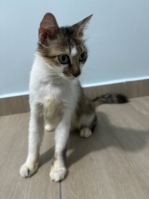 Miso - Domestic Long Hair + Domestic Medium Hair Cat