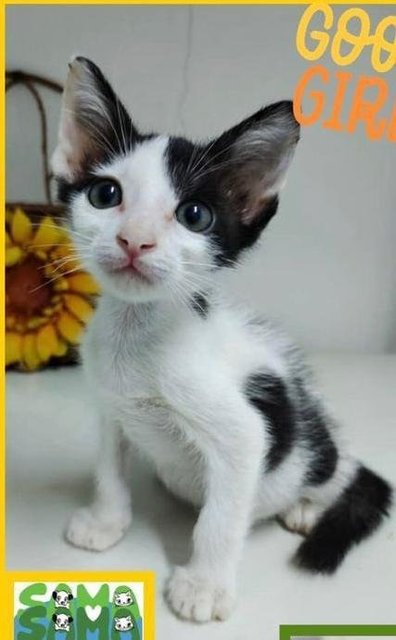 Baby Reborn  - Domestic Short Hair Cat