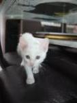 Comot The White Cat - Domestic Medium Hair Cat