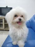 D D Y - Maltese Dog