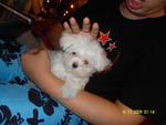 D D Y - Maltese Dog