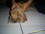 PF13594 - Lop Eared Rabbit