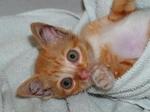Kitty For Urgent Adoption - Domestic Short Hair Cat