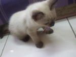 Semek - Siamese Cat