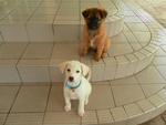 3 Cream Puppies From Dbkl Pound - Labrador Retriever Mix Dog